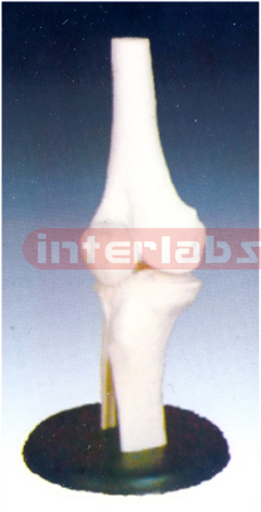 Life Size Knee Joint